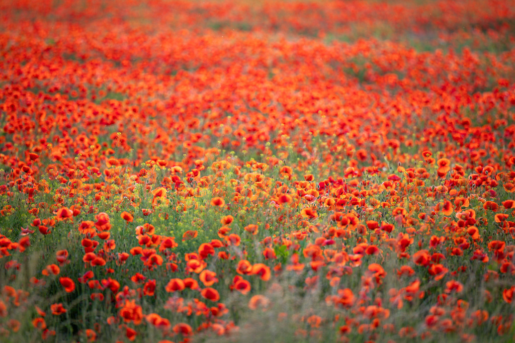 Mohnfeld- | foto-emotionen - Realisiert mit Pictrs.com