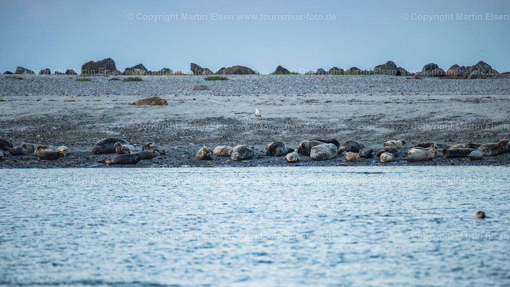 Helgoland Düne  Robben_ELS_3578030818 | Helgoland - Aufnahmedatum: 03.08.2018, Aufnahmehöhe:  m, Koordinaten:  - , Bildgröße: 7992 x  4496 Pixel - Copyright 2018 by Martin Elsen, Kontakt: Tel.: +49 157 74581206, E-Mail: info@schoenes-foto.deSchlagwörter:Schleswig-Holstein,Landkreis Pinneberg,Düne,Hochseeinsel,Börteboote,Meer,Küste,Halunder,Oberland,Unterland,Strand,Seehunde,Robben,Lange Anna,Felsen,Roter Felsen,Luftbild,Luftbilder,Bastölpel - Realisiert mit Pictrs.com