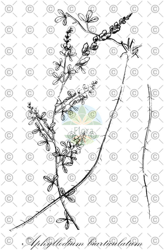 HistAbb_wfo-0000243561_1_ENZY_Simple | Historische Abbildung von Aphyllodium biarticulatum - Fabaceae | Historical Illustration of Aphyllodium biarticulatum - Fabaceae