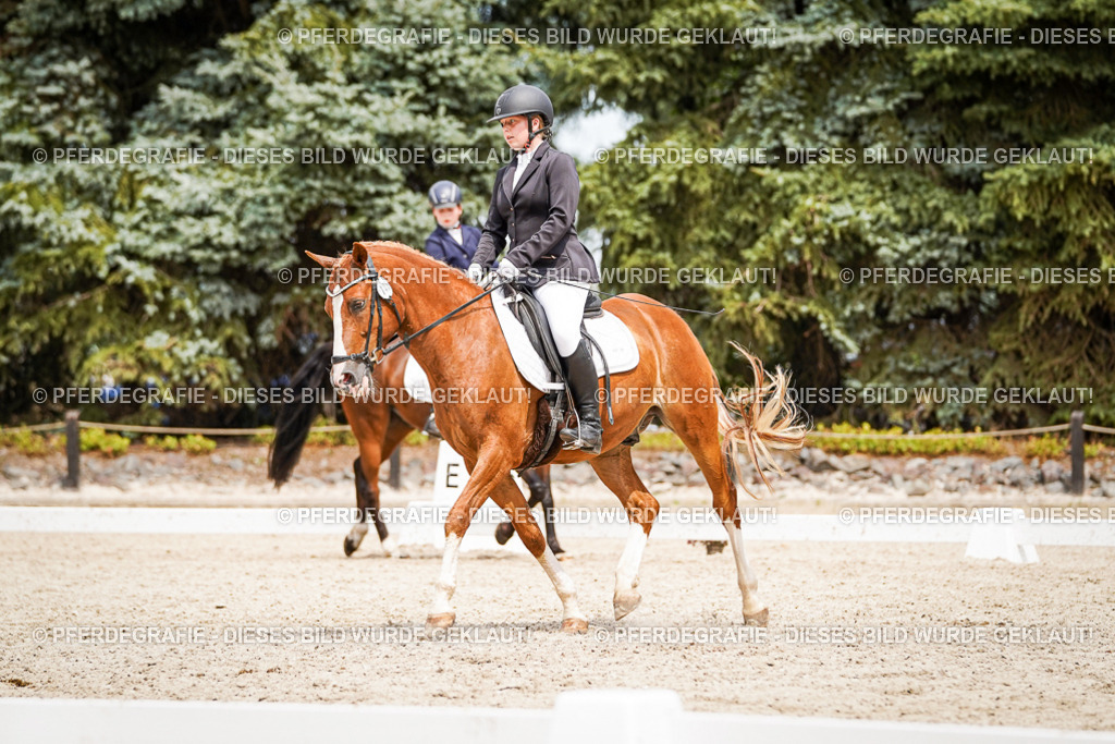 DSC04238 | Pferdegrafie