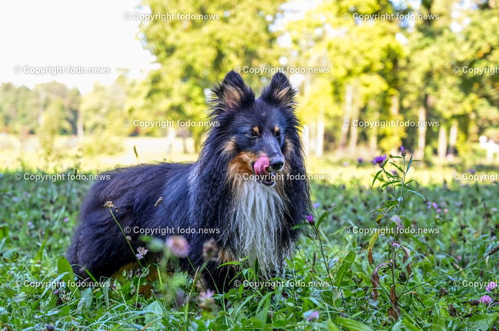 Hund_ Hunde_ Freilaufzone_ Arrigo_ 12.10.2021-13 | 12.10.2021, Linz, AUT, Hund, Hunde, im Bild Hund, Hunde, spazieren, Freilaufzone, Spazierweg, spielende Hunde, Arrigo 