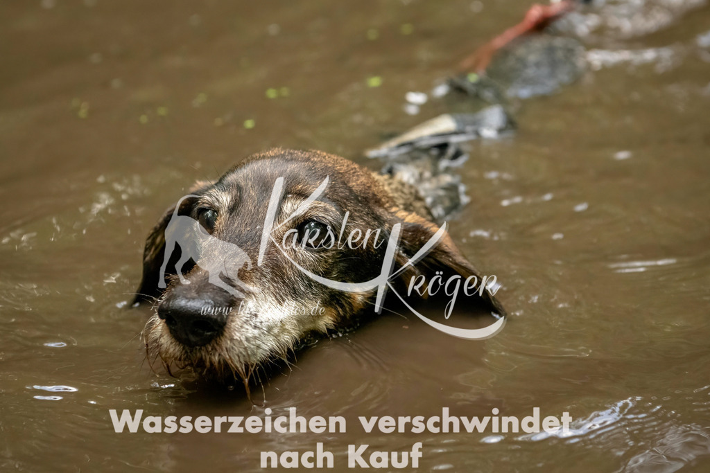 1224_ZZ94570-Bearbeitet | kk-dogfotos