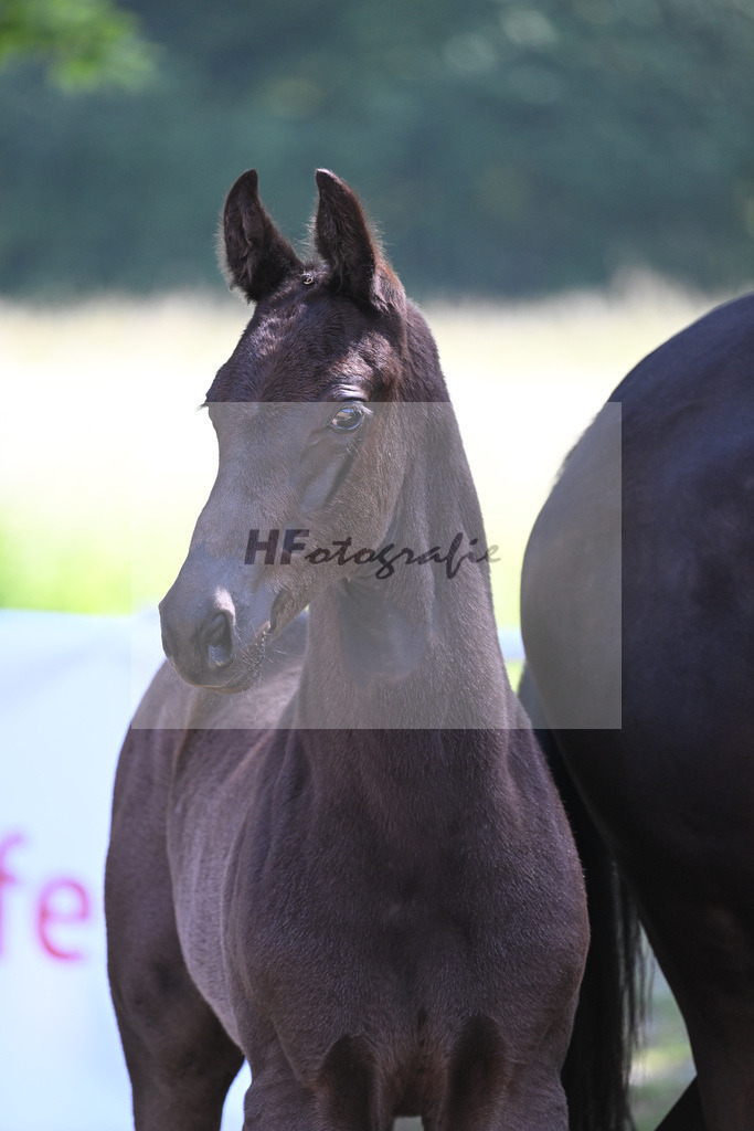 Kat-Nr. 7 HF Imposantos_Schindele_14230240 | hf-fotografie - Realisiert mit Pictrs.com