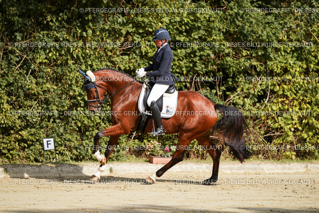 DSC07634 | Pferdegrafie