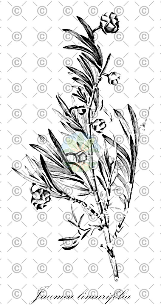 HistAbb_wfo-0001146495_2_ENZY_Simple | Historische Abbildung von Jaumea linearifolia - Asteraceae | Historical Illustration of Jaumea linearifolia - Asteraceae