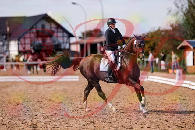 2026_10_03_Siefer-Hof_132538_Z81_77379878 | Professionelle Reitsport-, Turnier- und Eventfotografie von Robert Broda. Galerien mit ausgewählten und bearbeiteten Bildern direkt online ansehen und bestellen.
