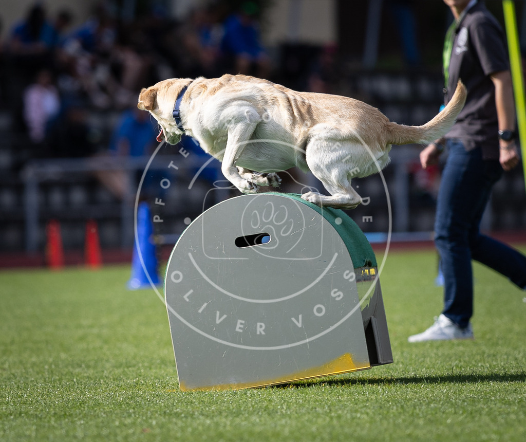 Pfotenfotografie_DV3A1923 | Hundefotografie, Tierfotograf, Pfotenfotografie, Fotoshooting Hund, Hunde Portrait, Hundesport, Hundeportraits, Heideshooting, Hunde, Sportfotograf, Hundefotograf, Turnierhundsport, THS,  - Realisiert mit Pictrs.com