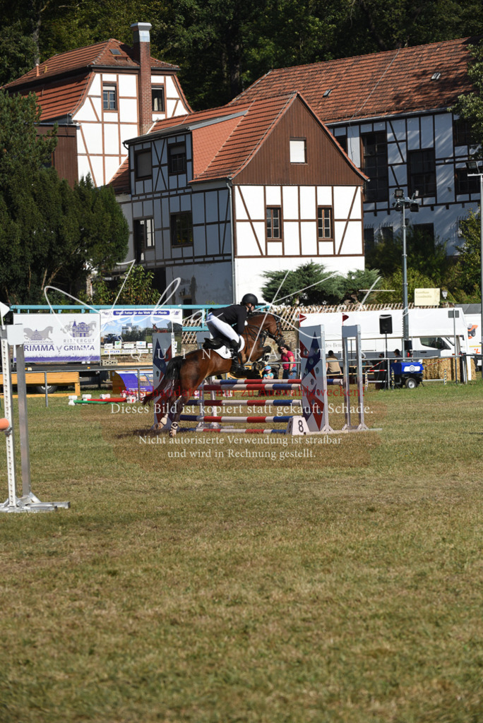 DSC_5420 | Pferde- und Turnierfotografie in Westsachsen. Pferdeportraits, Auftragszeichnungen und intuitive Kunst.