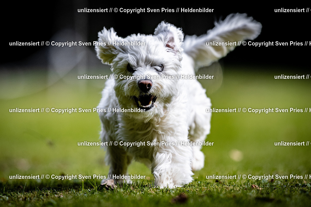 Sven Pries | 2025-10-03 - Hunderennen Obergrombach - Realisiert mit Pictrs.com