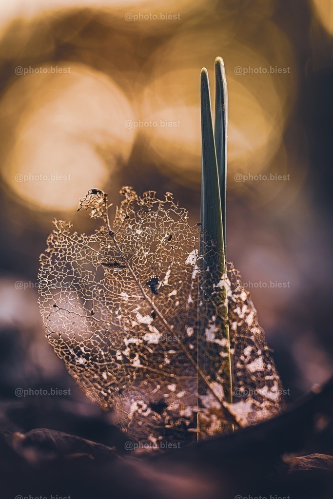 Old Life / New Life | Ein altes Blatt einer Magnolie und ein frischer Trieb einer Frühlingspflanze. - Realisiert mit Pictrs.com