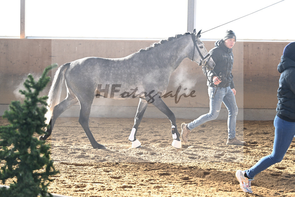 Kat-Nr. 3 Golden Diamond K v. GoldenGray_Koldas_49250086 | hf-fotografie - Realisiert mit Pictrs.com