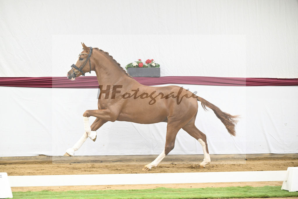 Kat-Nr. 140 Juwel x Vitalis_BG Westhoff u Rothenberger_47253164 | hf-fotografie - Realisiert mit Pictrs.com