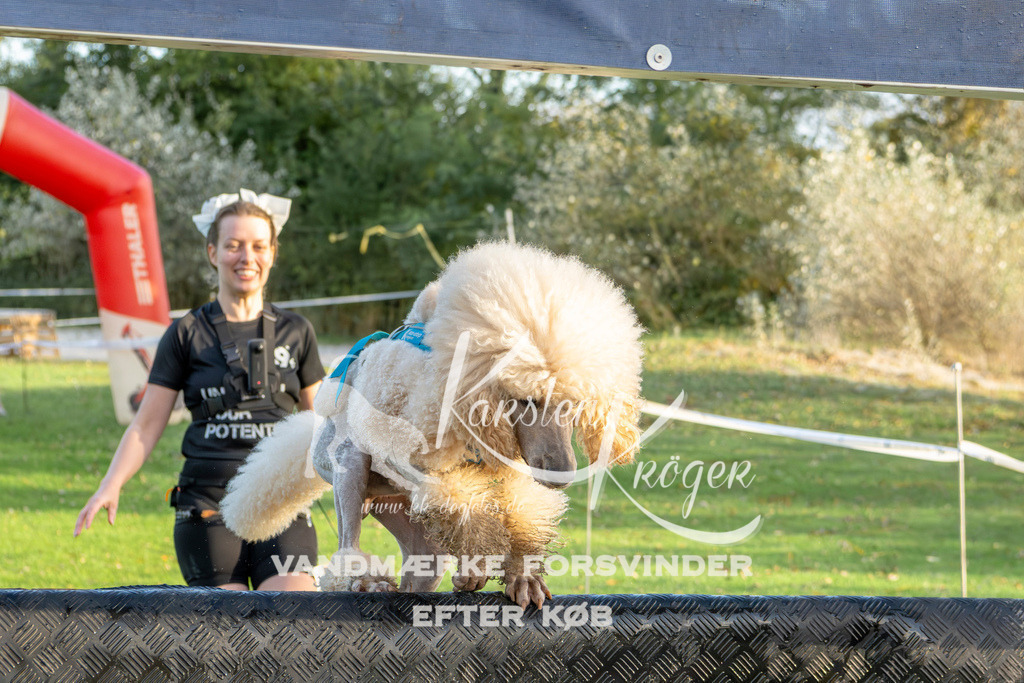 1644_ZZ99022 | kk-dogfotos