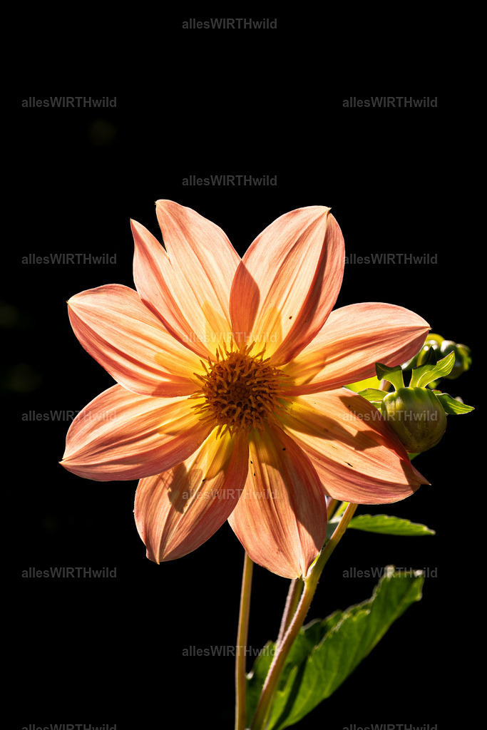 Dahlie im Sonnenschein | Entdecke die faszinierende Welt der Natur- und Wildlife-Fotografie von Daniel und Bärbel. Inspirierende Bilder von wilden Tieren und kleinen Naturwundern.