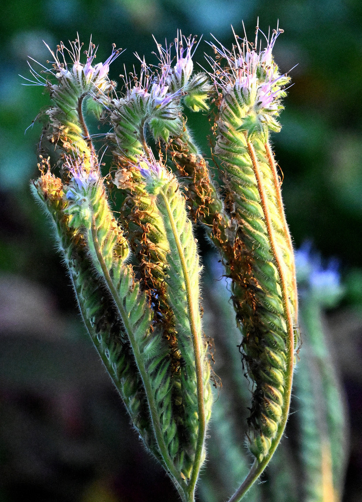 Phacelia01h | lucisnaturbilder - Realisiert mit Pictrs.com