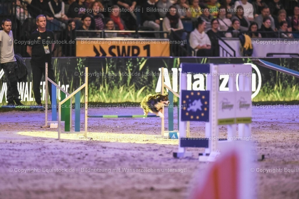 20231115_Dog-Agility_0175_TOMsPiC | Foto: Thomas Hartig