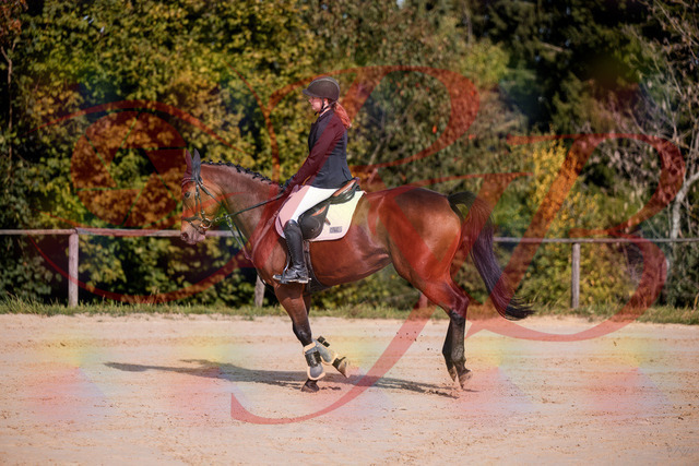 2026_10_03_Siefer-Hof_143525_Z81_03912468 | Professionelle Reitsport-, Turnier- und Eventfotografie von Robert Broda. Galerien mit ausgewählten und bearbeiteten Bildern direkt online ansehen und bestellen.