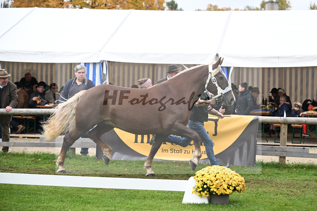 Kat-Nr. 45 Harmonie v. Severin_Vrech_41251095 | hf-fotografie - Realizzato con Pictrs.com