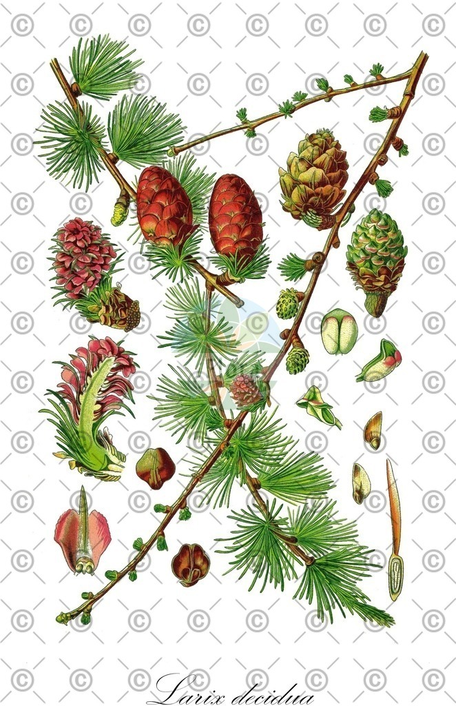 HistAbb_3273_1_FLORAD_SIMPLE | Historische Abbildung von Larix decidua - Pinaceae | Historical Illustration of Larix decidua - Pinaceae (european larch;common larch;larch)