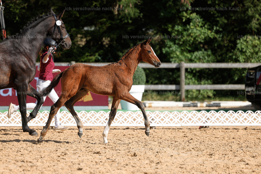 _AM19199 | working equitationturnier fotograf videograf stoibphotography marixx film working equitation deutschland reitsport turnierfotografie eventfotografie equestrian events