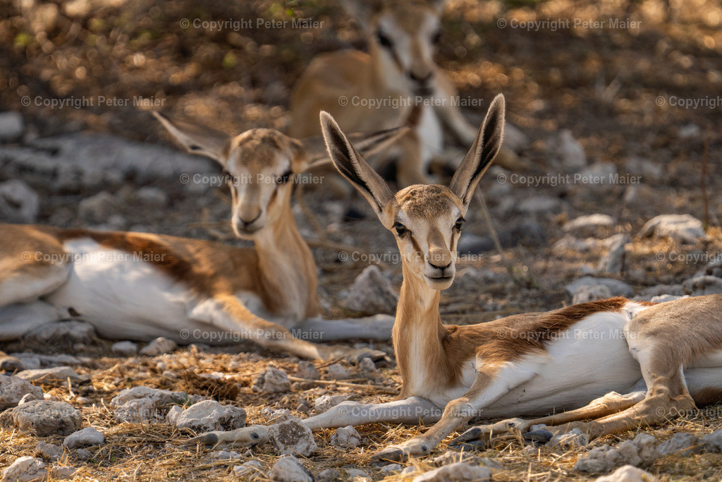 Etosha_Nationalpark_Namibia-60 | piet_flosse