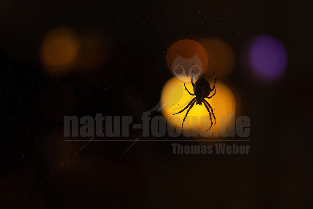 R5NF0405_20241117 | Die Gartenkreuzspinne ist die in Mitteleuropa häufigste Vertreterin der Gattung der Kreuzspinnen. Die Gartenkreuzspinne war Spinne des Jahres 2010. - Realisiert mit Pictrs.com