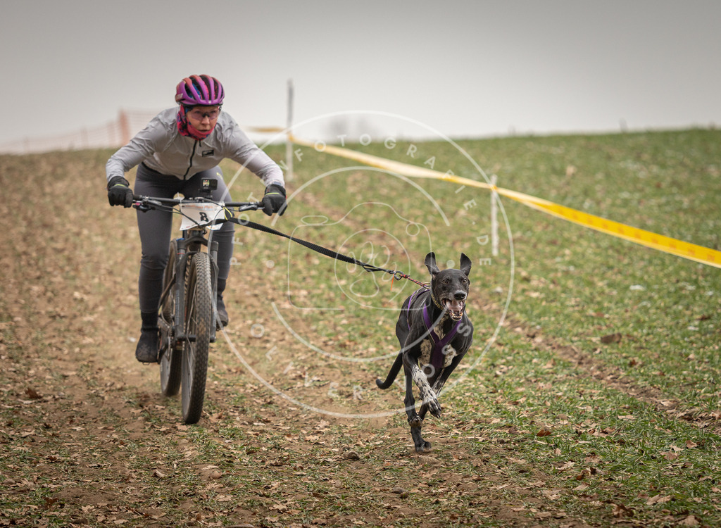Pfotenfotografie_DV3A3514 | Hundefotografie, Tierfotograf, Pfotenfotografie, Fotoshooting Hund, Hunde Portrait, Hundesport, Hundeportraits, Heideshooting, Hunde, Sportfotograf, Hundefotograf, Turnierhundsport, THS,  - Realisiert mit Pictrs.com
