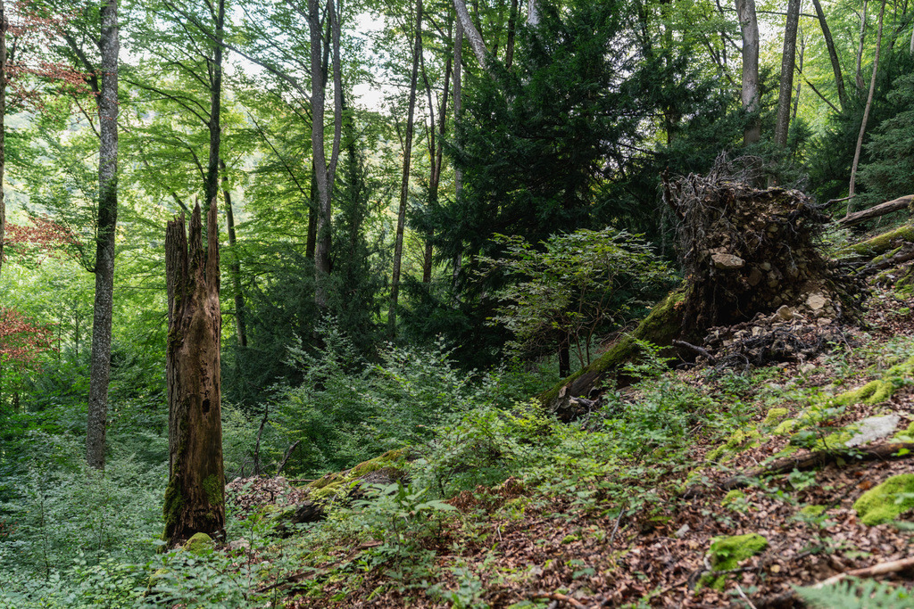 ZD250916101934 | Fotoshop von zweidimensional Fotografie. Ihr Fotograf im Aargau. Abzüge von Ihrem Fotobox Event bestellen.Abzüge von Ihrem Hochzeit bestellen.Abzüge von Ihrem Schulfotograf bestellen.