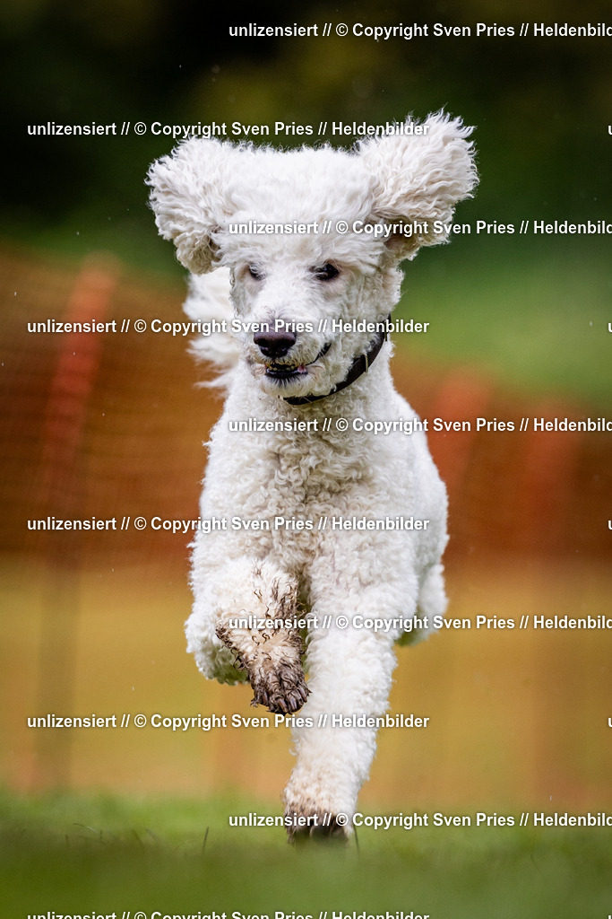 Sven Pries | 2024-04-21 - Hunderennen Baden-Oos
Foto: Sven Pries - Realisiert mit Pictrs.com