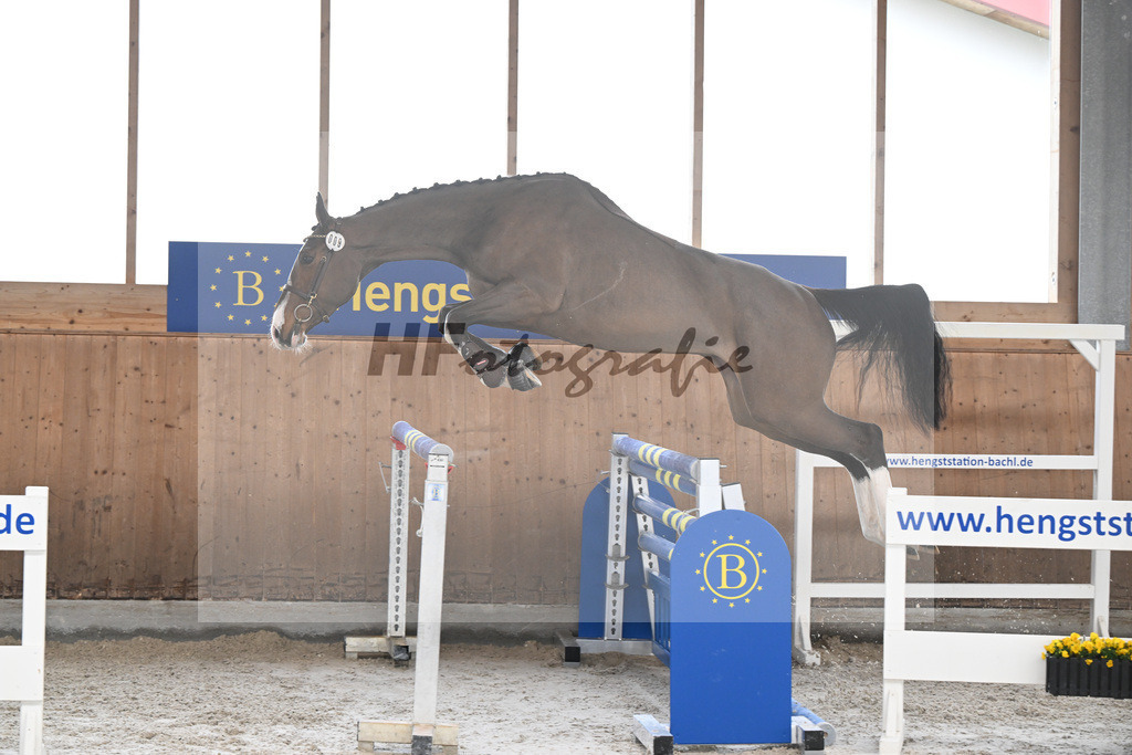 Kat-Nr. 9 Donna de la Zirocca Z v. Dollar du Rouet_Schwendinger_14260561 | hf-fotografie - Realizzato con Pictrs.com