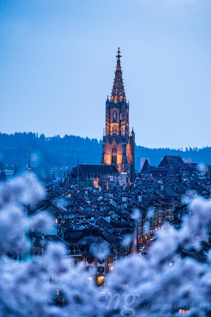 historic clocktower of Berner Münster during scenic cherry blossom in Rosengarten at blue hour | Die ideale Geschenkidee für Naturliebhaber. Naturbilder von Marcel Gross Photography für ihr Zuhause in den verschiedensten Formaten und Materialien. - Realisiert mit Pictrs.com