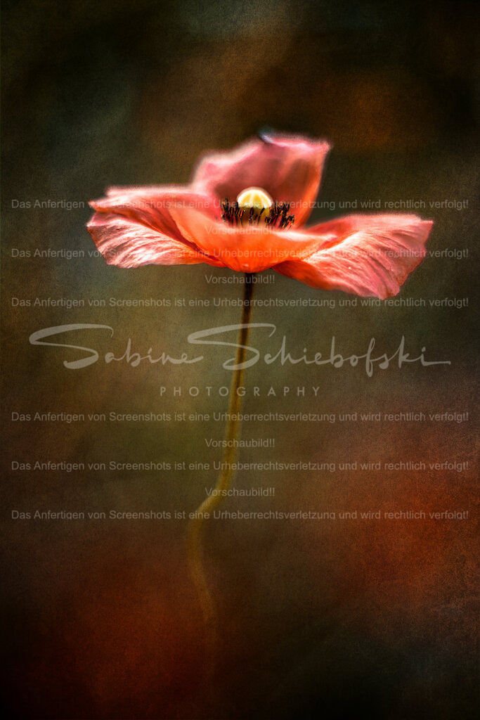 Mohnblüte | People- und Tierfotografie, Imageaufnahmen, Veranstaltungsfotografie und Wandbilder aus der Natur ★ Made in Germany ✔️ Druck + Downloads ✔️ Naturfotografie in Top Qualität ★ schneller Versand, weltweite Lieferung! - Realisiert mit Pictrs.com
