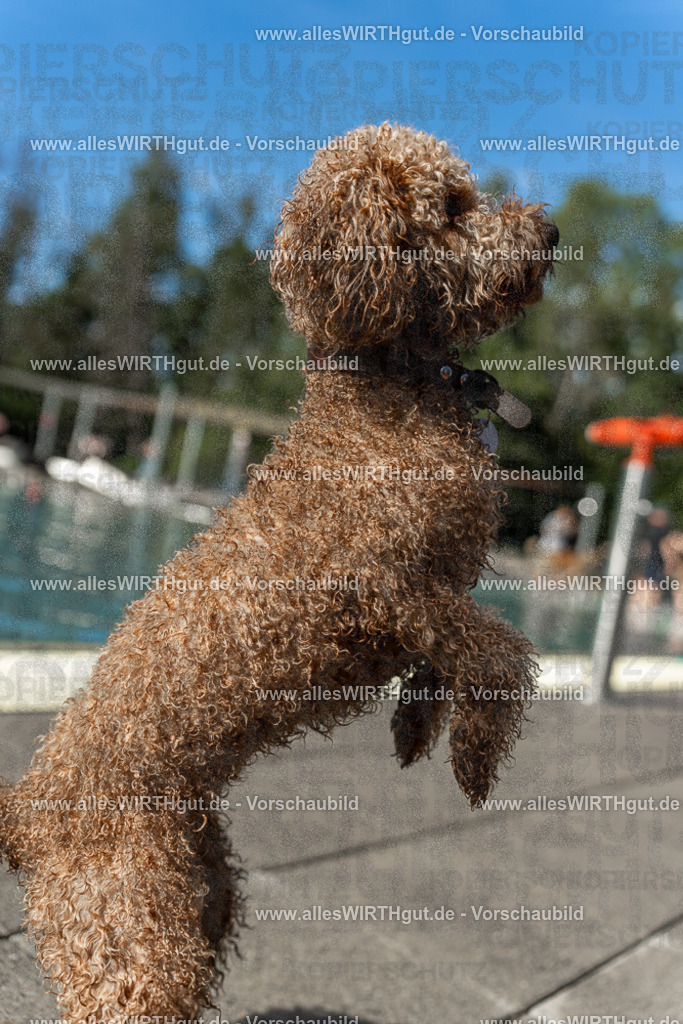 Hundeschwimmen_Volksbad_2026-allesWIRTHgut_Tierfotografie-2609061541-7R501703 | Professionelle Tierfotografie in Mönchengladbach von Daniel Wirth (allesWIRTHgut). Liebevolle & natürliche Bilder von Hunden & Katzen für unvergessliche Erinnerungen.