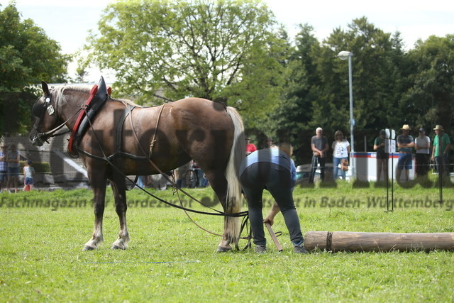 Leistungsprüfung_Sankt Märgen_2022_KN_06_Lissy (5) | Alle Fotos der Reiterjournal Fotografin Doris Matthaes im Reiterjournal Online-Fotoshop. - Realisiert mit Pictrs.com