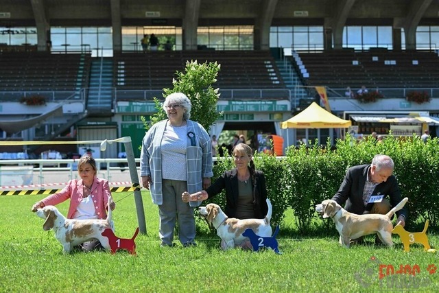 Dogshow CACIB Samstag in Aarau | Dogshow CACIB Samstag in Aarau. 24.06.2023 Foto: LeoWyden