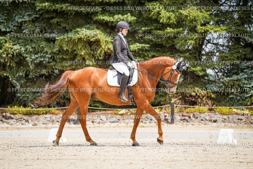 DSC03269 | Pferdegrafie