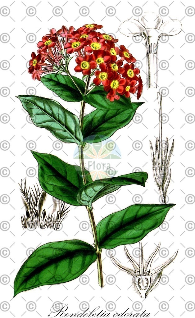 HistAbb_wfo-0000523271_2_ENZY_Simple | Historische Abbildung von Rondeletia odorata - Rubiaceae | Historical Illustration of Rondeletia odorata - Rubiaceae