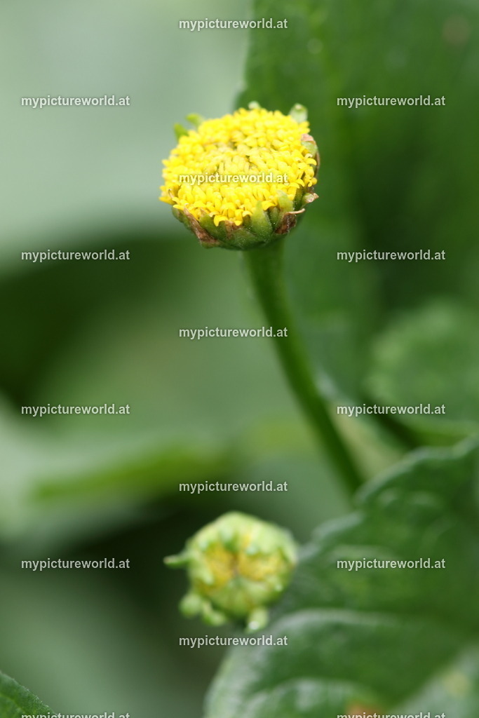 Parakresse-001 | Das Bilderarchiv über Tiere, Planzen und Landschaften. In der Bilddatenbank finden Sie ein große Auswahl an hochwertigen Bilder für Ihre Werbung - Realisiert mit Pictrs.com