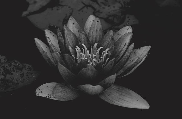 XPR22508-Seeblume | blende43