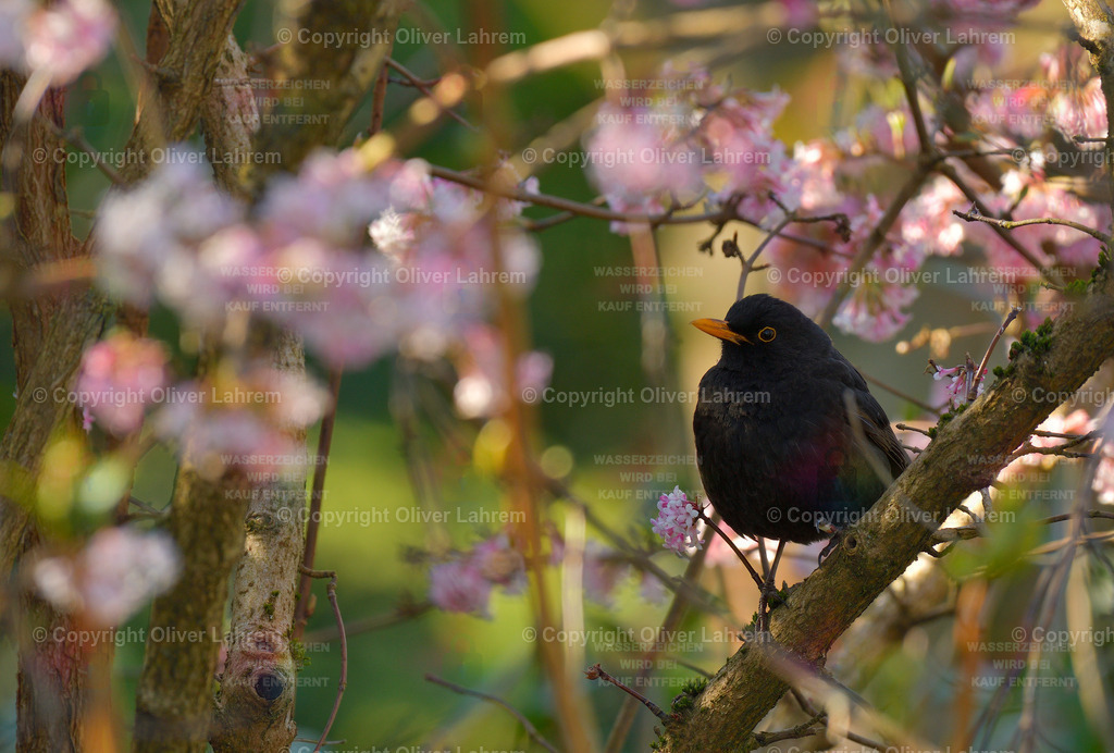 Die Amsel im Abendlicht | Eine Amsel sitzt im warmen Abendlicht in einem blühenden Schneeball Strauch.