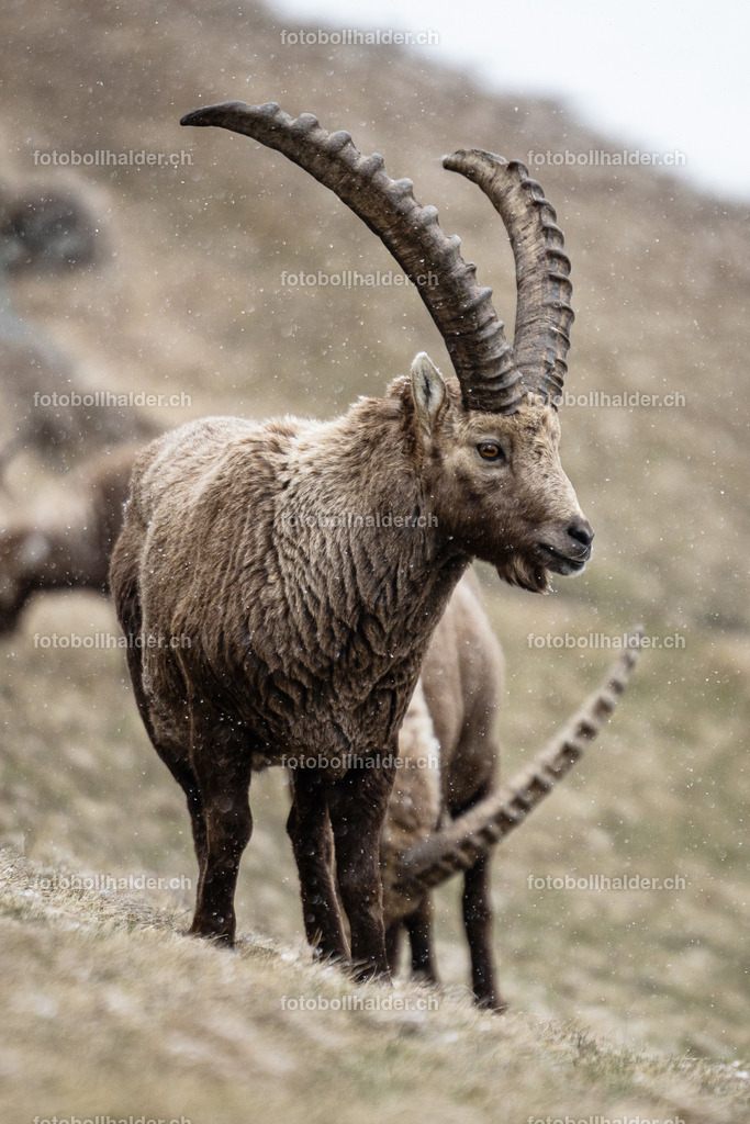 IMG_0196 | Foto Bollhalder 