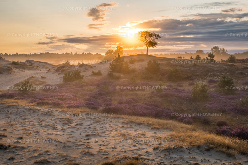 _1092724-Enhanced-NR | Heide in den Niederlanden 2024 - Realisiert mit Pictrs.com