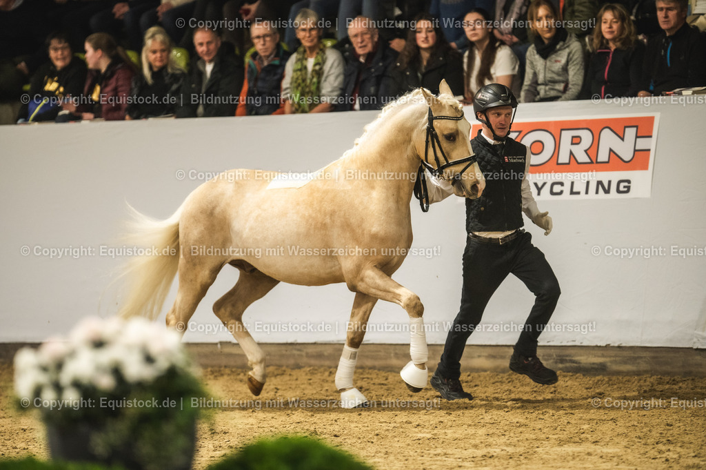 20240302_Hengstvorstellung_Marbach_TOMsPiC_0804 | equistock
