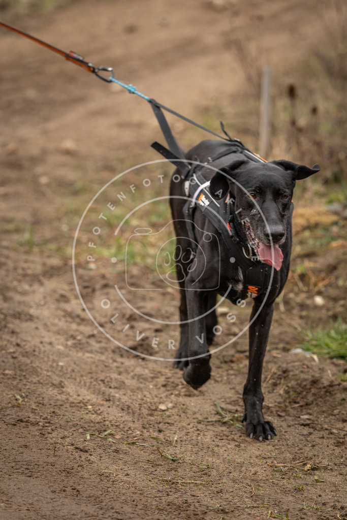DV3A3094 | Hundefotografie, Tierfotograf, Pfotenfotografie, Fotoshooting Hund, Hunde Portrait, Hundesport, Hundeportraits, Heideshooting, Hunde, Sportfotograf, Hundefotograf, Turnierhundsport, THS,  - Realisiert mit Pictrs.com