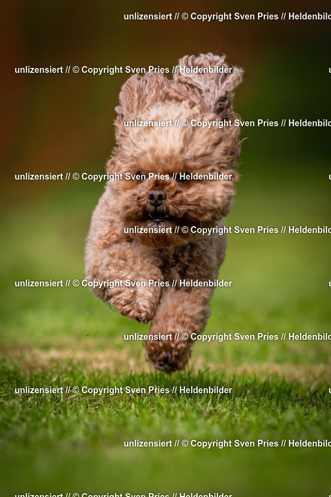 Sven Pries | 2024-09-22 - Hunderennen Baden-BadenPudelverein - Realisiert mit Pictrs.com