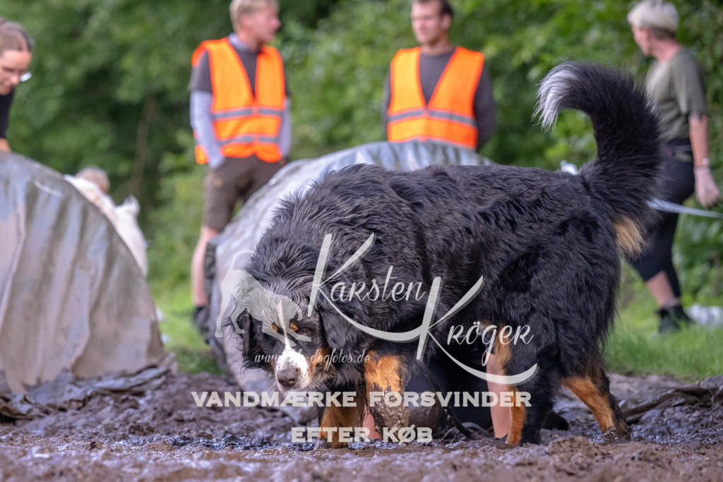 1714_ZZ91616 | kk-dogfotos