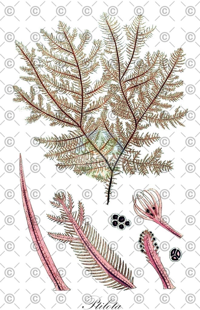 HistAbb_753Z_3_ENZY_Simple | Historische Abbildung von Ptilota - Wrangeliaceae (0) | Historical Illustration of Ptilota - Wrangeliaceae (0)