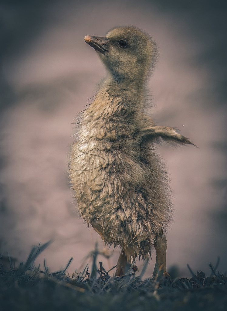 Graugansküken | Simone Sperber, svb-photography,Fotografin,Bilddesignerin,Naturfotografie,Macrofotografie,Tierfotografie,Wildtierfotografie,Ausstellungen,Auftragsfotografie,Kunst,Art,Photographer,Shootings,Bildberatbeitung,Galerie,Shop