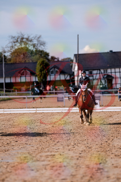 2026_10_03_Siefer-Hof_130107_Z81_52607401 | Professionelle Reitsport-, Turnier- und Eventfotografie von Robert Broda. Galerien mit ausgewählten und bearbeiteten Bildern direkt online ansehen und bestellen.