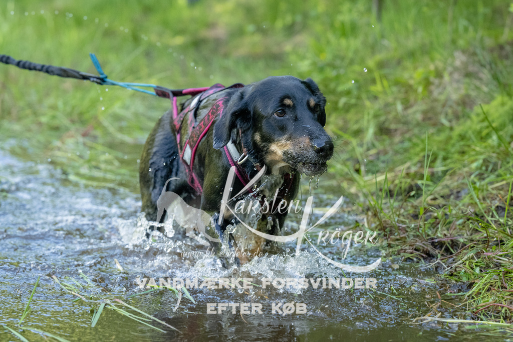 0920DKK9_ZZ91603 | kk-dogfotos